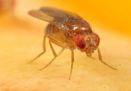 Modifican genes de las moscas de la fruta para hacerlas adictas a la cocaína