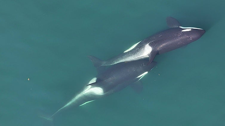 Las orcas arrancan algas para rascarse la espalda unas a otras