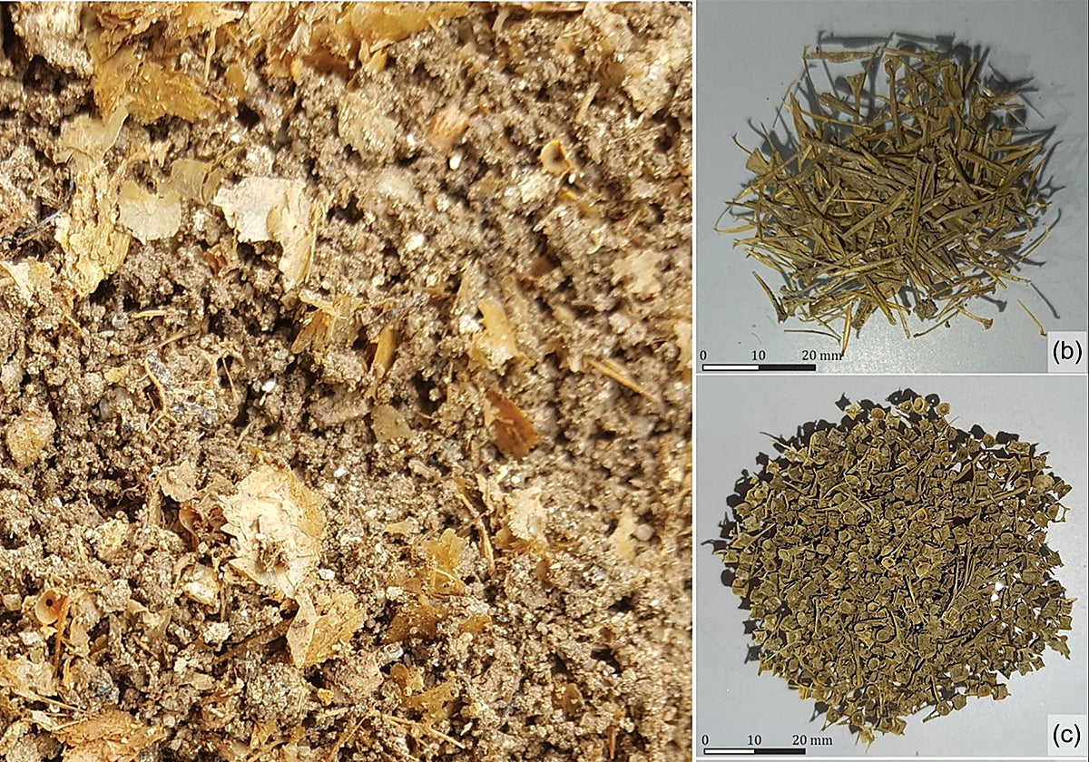 Restos de peces del fondo de un tanque de Adro Vello antes del procesamiento (a), y después del procesamiento clasificados en espinas de pescado (b) y vértebras (c)