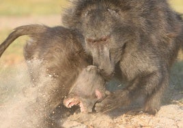 Dos babuinos chacma en una pelea; el macho a la derecha ataca a una hembra. En esta especie, los machos son el doble de grandes que las hembras, y estos últimos dominan a las hembras