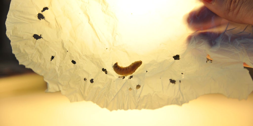 プラスチック脂肪を食べ、1日でバッグを終了するために2,000を必要とするワーム
