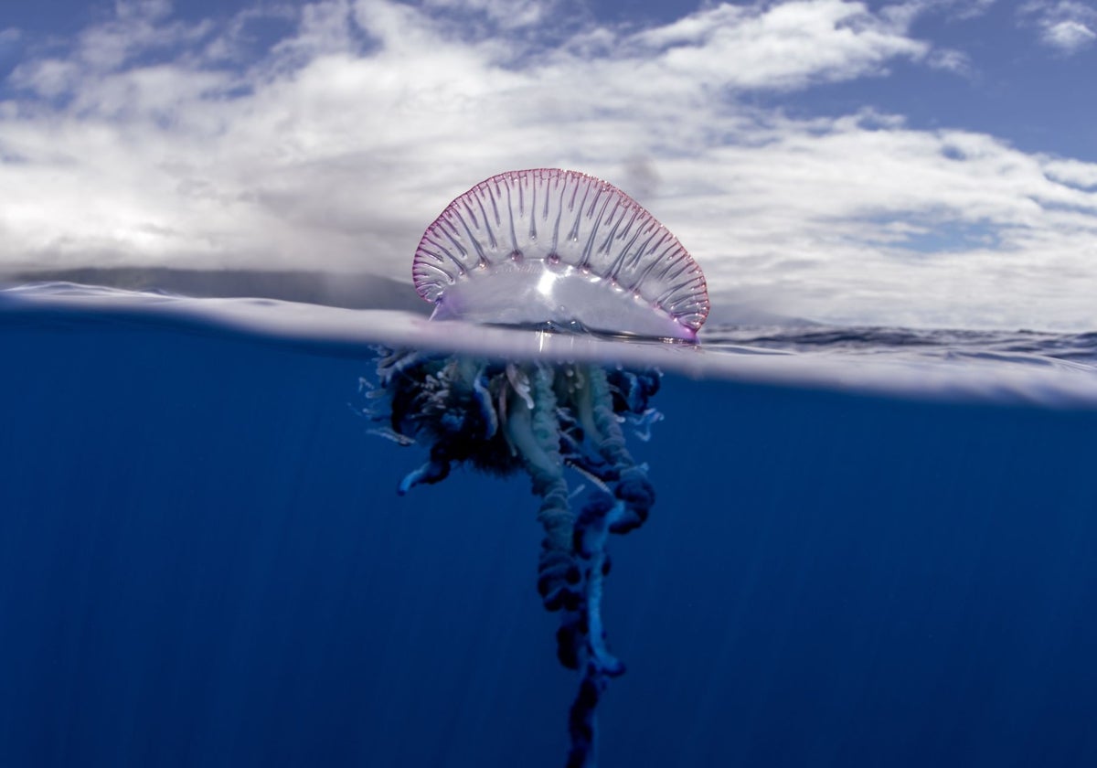Una carabela portuguesa cerca de las Azores