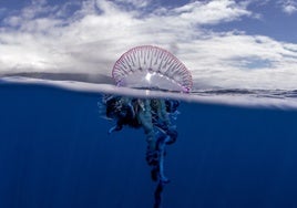Una carabela portuguesa cerca de las Azores