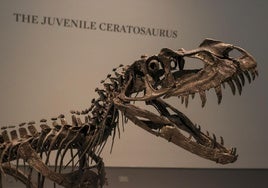La casa de subastas Sotheby's vende un dinosaurio bebé por 30,5 millones de dólares
