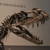 La casa de subastas Sotheby's vende un dinosaurio bebé por 30,5 millones de dólares