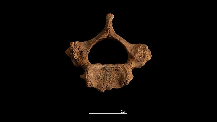 Vertebra de Homo antecessor hallado en la Gran Dolina