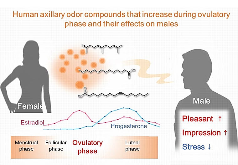 Esquema de los compuestos de olor corporal femenino durante la ovulación y sus efectos en los hombres