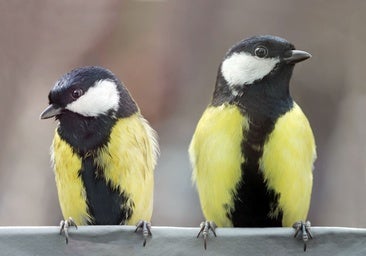 Carboneros, las aves que se divorcian y dan señales de la ruptura con meses de antelación: no se quieren ni ver