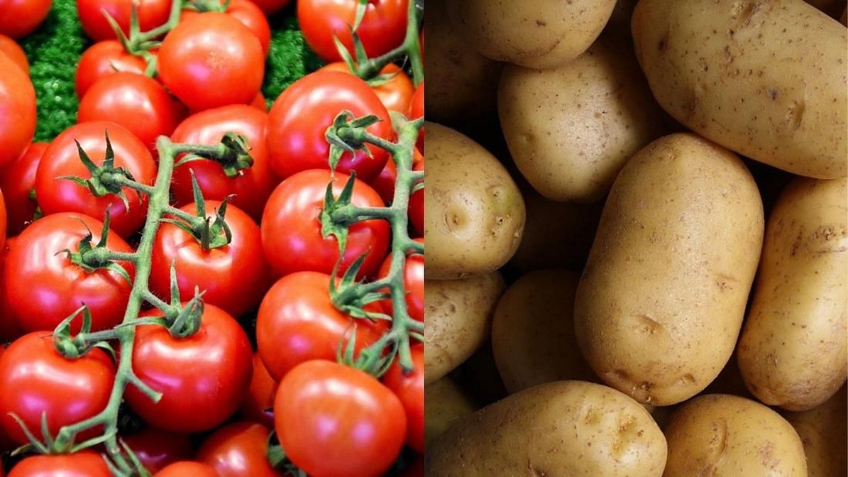 Fruto del 'romance prohibido' de un tomate: así nació la patata