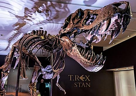 Imagen secundaria 1 - En la imagen grande, 'Apex', el dinosaurio vendido en una subasta de Sotheby's por 44,6 millones de dólares, cifra récord hasta la fecha. En segunda posición, 'Stan', el T.Rex adjudicado en una subasta de Christie's por 31,8 millones de dólares. Por último, el Ceratosaurus recientemente subastado por Sotheby's, que alcanzó los 30,5 millones de dólares