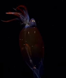 Imagen secundaria 2 - Algunas de las imágenes de fauna marina hallada durante la expedición