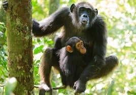 No es genético: las crías de chimpancé aprenden de sus madres, pero no de sus padres
