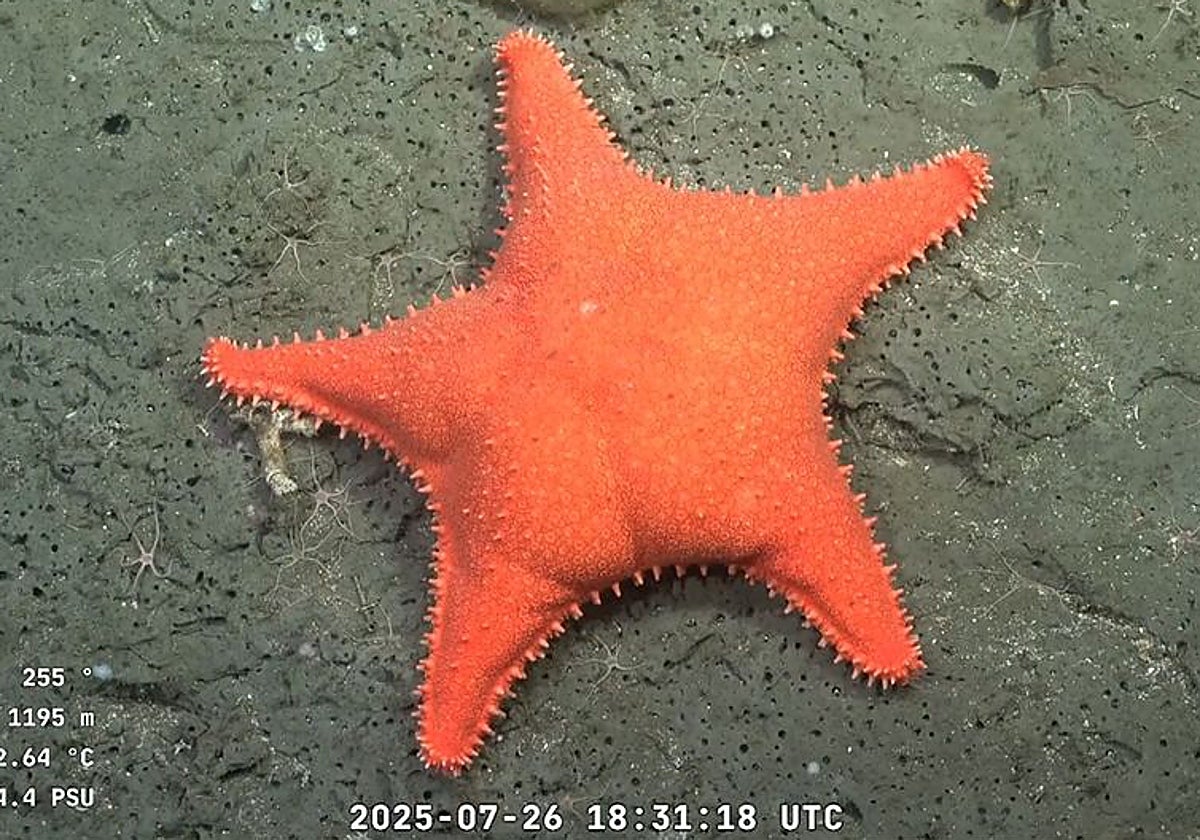 Los amigos de Bob Esponja en la vida real: la fauna del Atlántico Sur se convierte en un fenómeno viral