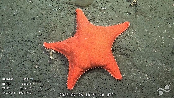 Los amigos de Bob Esponja en la vida real: la fauna del Atlántico Sur se convierte en un fenómeno viral
