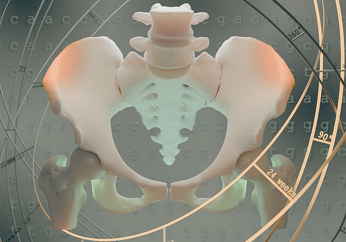 La evolución de la pelvis humana en el tiempo y el espacio