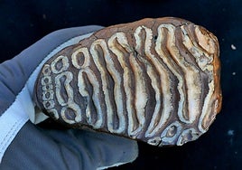 El más antiguo del mundo: hallan ADN microbiano conservado los en restos de un mamut de hace más de un millón de años