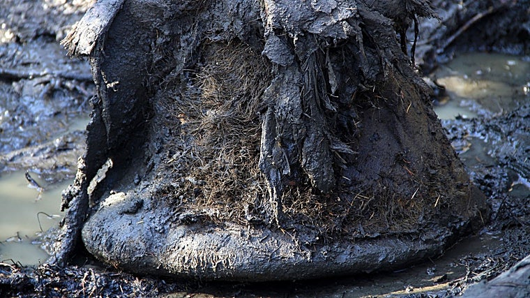 Restos de una pata de uno de los 483 mamuts estudiados por los investigadores