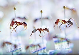 Más cerca de comprender las razones del 'Apocalipsis de los insectos'