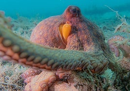 Todo lo que un pulpo puede hacer con sus ocho brazos: cuáles, cómo y para qué los utiliza