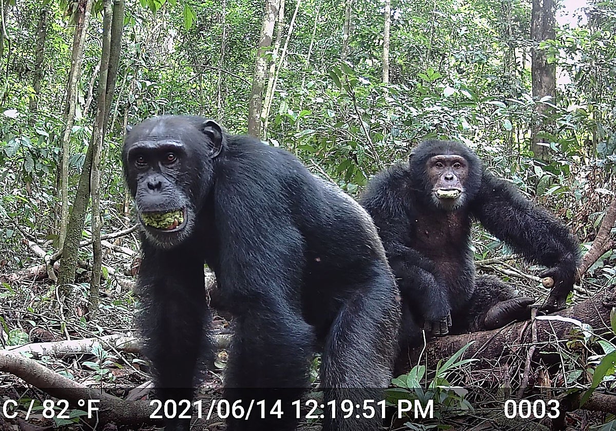 Los chimpancés beben el alcohol equivalente a dos o más cervezas al día