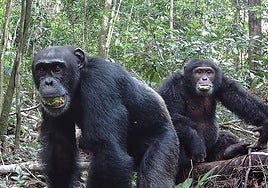 Los chimpancés beben el alcohol equivalente a dos o más cervezas al día