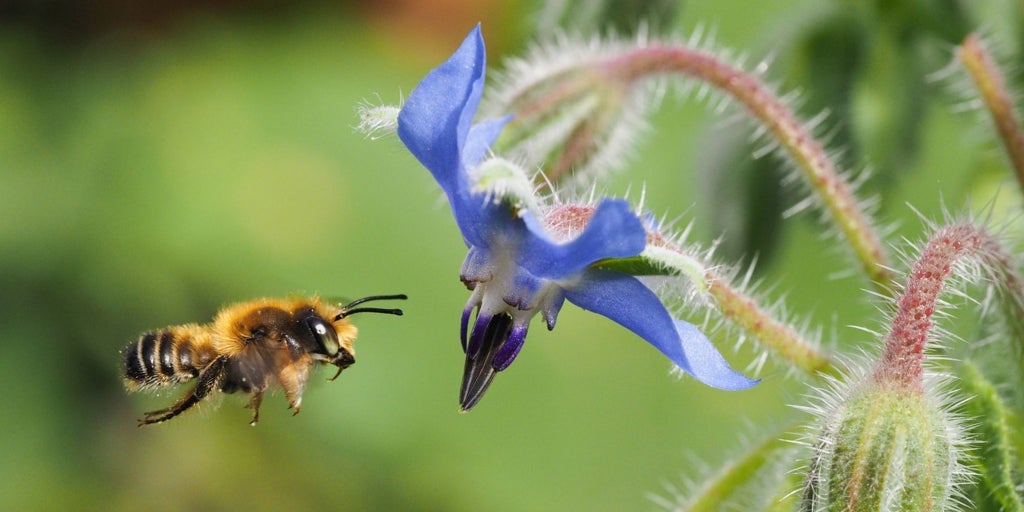 Investigadores advierten de que las medidas tomadas por la UE no evitarán la desaparición de las abejas