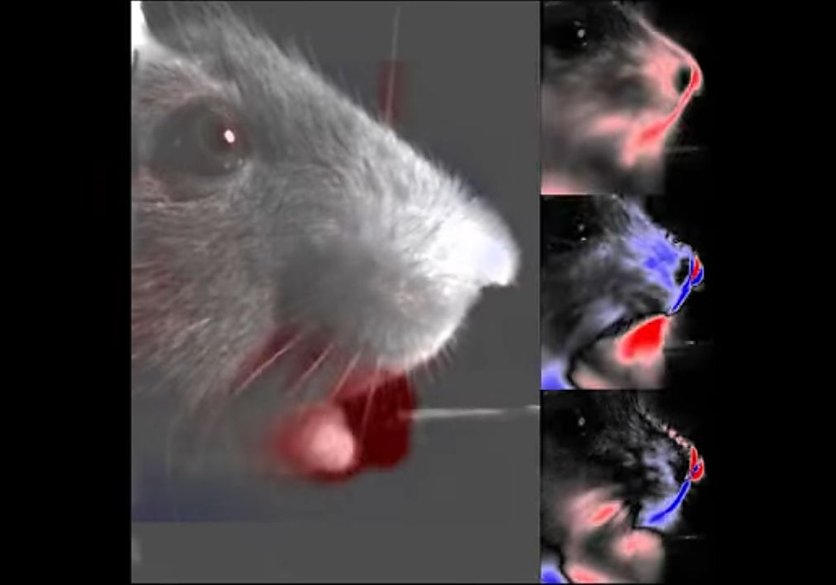 Científicos leen los «pensamientos» de los ratones con solo mirar su cara
