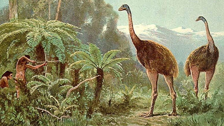 Los humanos acabaron con los moas por la caza excesiva, pero no con arcos ni flechas
