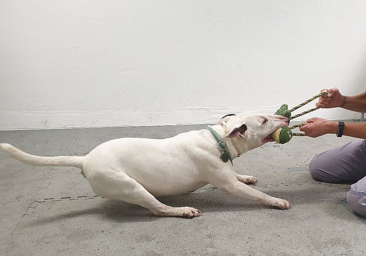Un bullterrier durante los experimentos