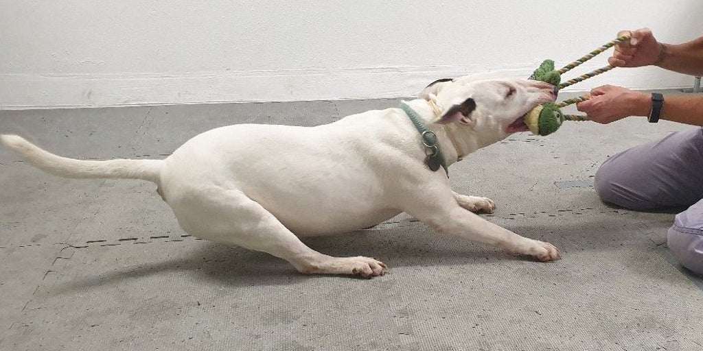 犬の遊びの強迫的な側面を科学的研究が調査