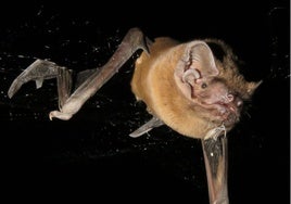 Captan por primera vez a un murciélago cazando y devorando un ave en pleno vuelo, algo que «parecía imposible»