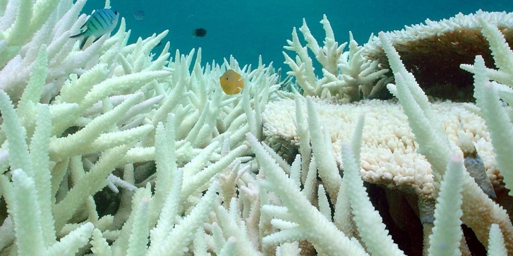El mundo alcanza el primer punto de inflexión climático: la mortalidad de los corales no tiene vuelta atrás