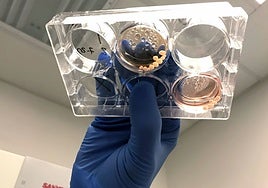 La exposición al plomo afecta a la humanidad desde hace 2 millones de años y moldeó el cerebro