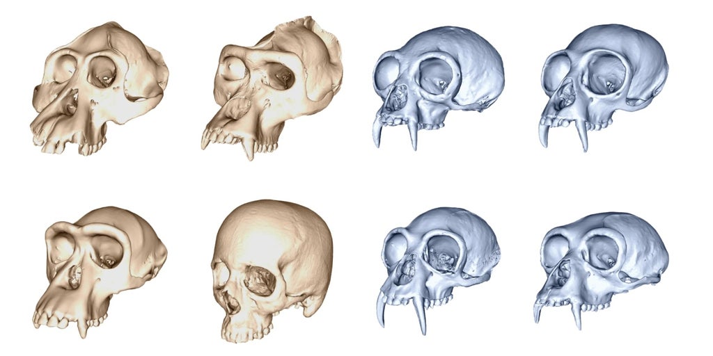 Por qué la evolución humana fue mucho más rápida que la del resto de los primates