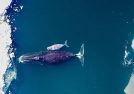 Un ADN que se 'autorrepara', el secreto de la longevidad de las ballenas boreales, que viven 200 años