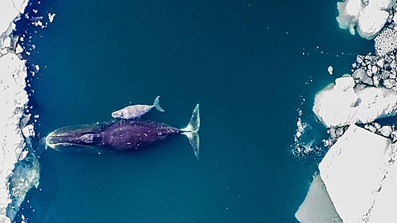Un ADN que se 'autorrepara', el secreto de la longevidad de las ballenas boreales, que viven 200 años