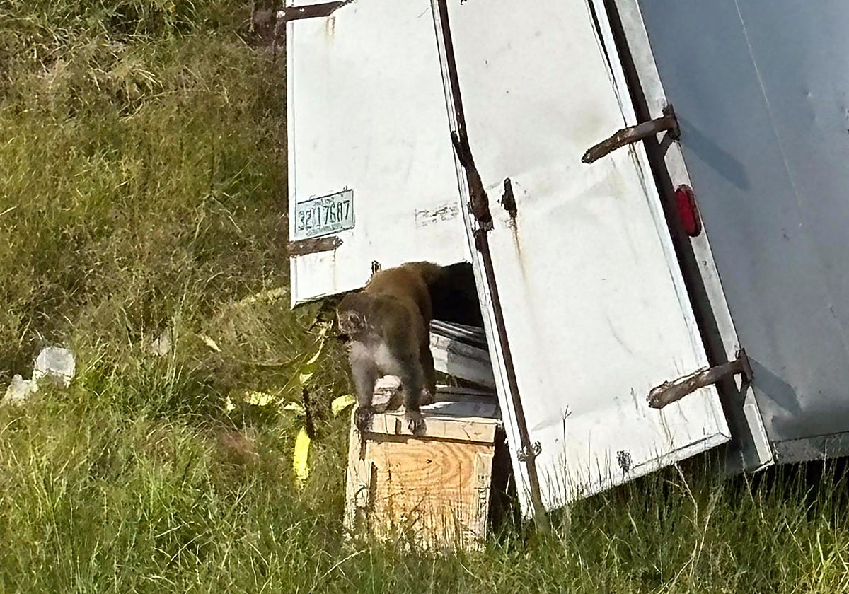 Uno de los monos fugados tras el accidente