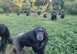 Imagen del Santuario de Chimpancés de la Isla Ngamba, en Uganda, donde los científicos llevaron a cabo sus experimentos