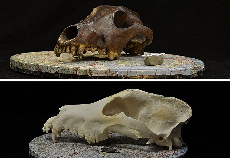Arriba, fotografía del cráneo de un cándido antiguo. Abajo, el de un perro moderno