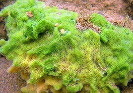 La esponja fue la 'abuela' de todos los animales, y sus nietos abandonaron el mar once veces