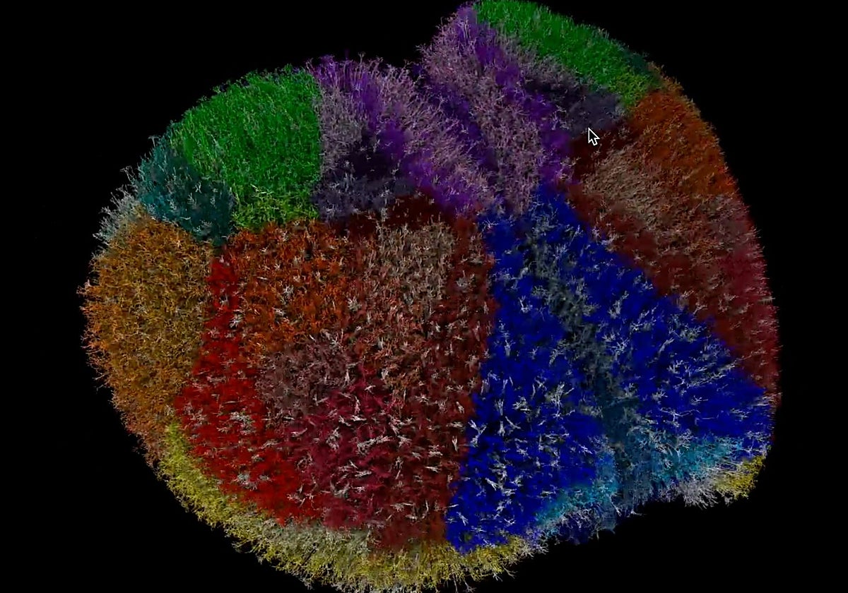 Simulación detallada, neurona a neurona, del córtex de un ratón, tan precisa que es capaz de capturar los flujos eléctricos entre neuronas