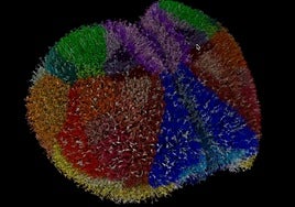 Logran simular, neurona a neurona, la corteza cerebral de un ratón