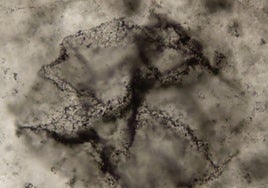 Captan, por primera vez, el 'eco químico' de la vida de hace 3.300 millones de años