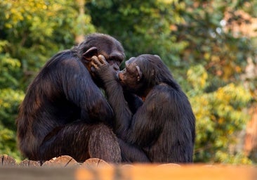 El origen del beso en la boca: desde hace 21 millones de años y hasta los daban los neandertales