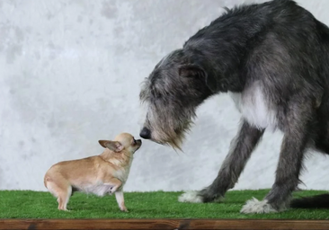 Sí, la mayoría de los perros tienen algo de lobo, hasta los chihuahuas
