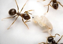 Descubren cómo las 'hormigas bebé' enfermas piden la eutanasia para salvar a la colonia