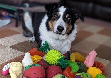 Los perros aprenden palabras escuchando conversaciones, como un niño de año y medio