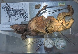 Congelado en el tiempo: la historia del rinoceronte lanudo hallado en el estómago de un lobo que vivió hace 14.400 años