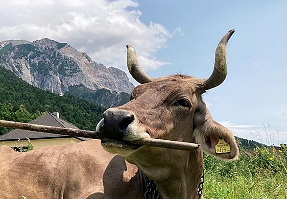 'Veronika', una vaca austriaca, sorprende a los científicos al ser la primera que usa herramientas