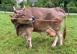 Qué llevó a la vaca Veronika a agarrar una escoba
